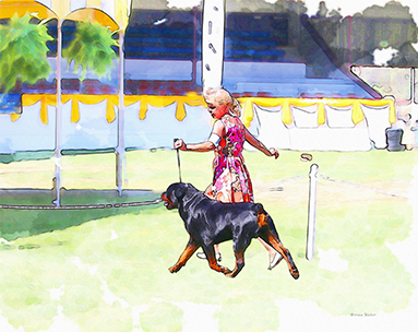 383x304 Summer Fun Rottweiler Watercolor - Rottweiler Watercolor