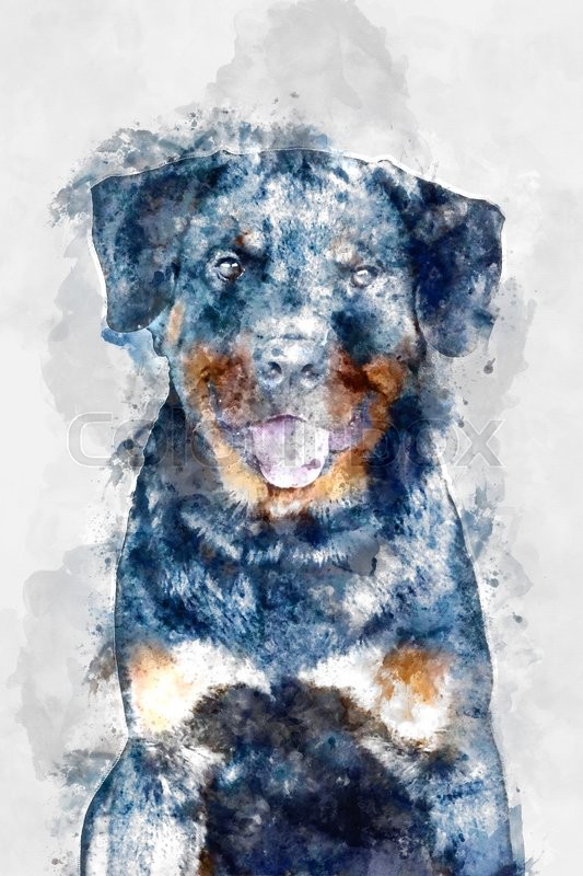533x800 Watercolor Image Of Rottweiler. Stock Photo Colourbox - Rottweiler Watercolor