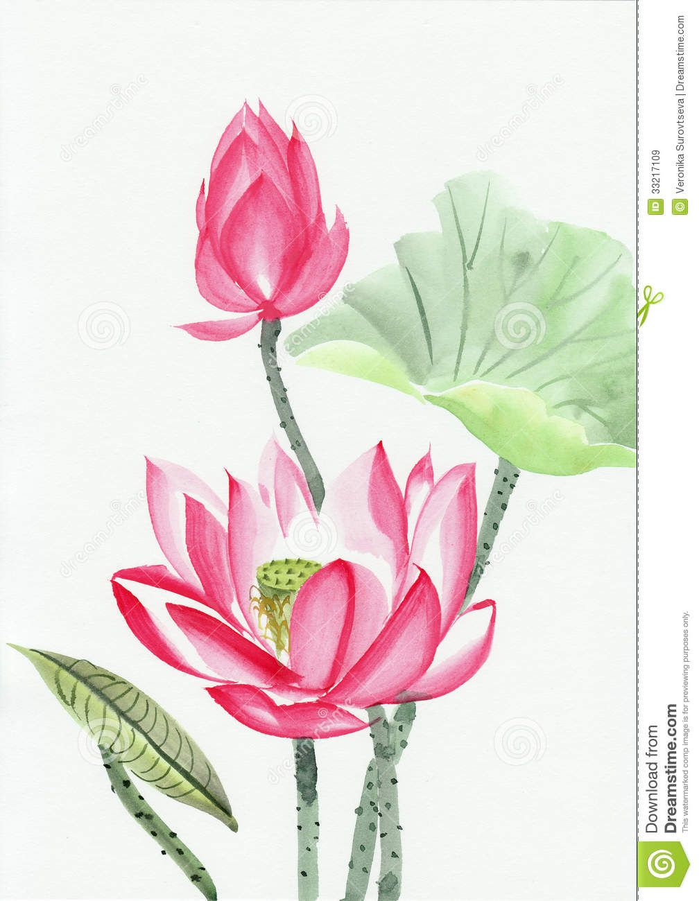 1008x1300 Watercolor Painting Of Pink Lotus Flower Royalty Free Stock Images - Royalty Free Watercolor