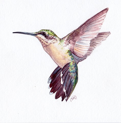 473x480 Kristina Knowski - Ruby Throated Hummingbird Watercolor