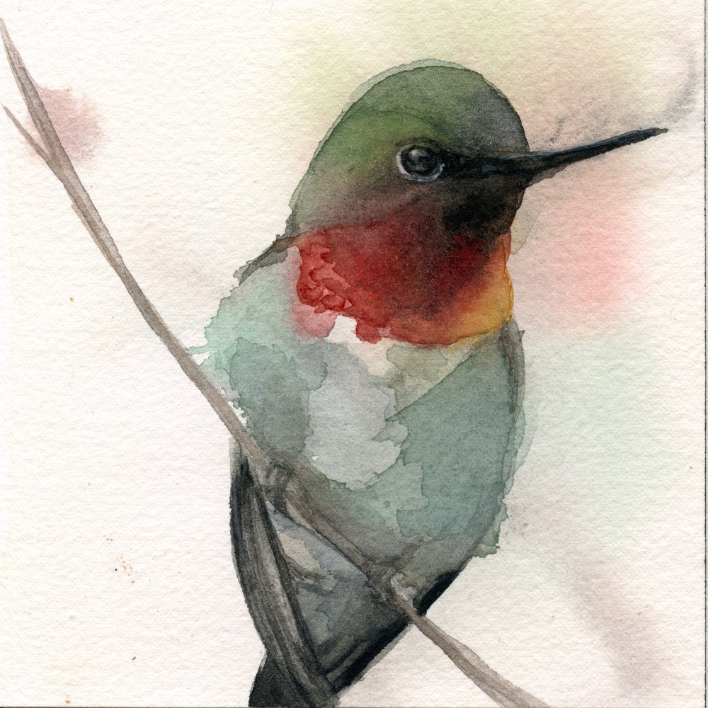 1000x1000 Ruby Throated Hummingbird V Holly Wach - Ruby Throated Hummingbird Watercolor