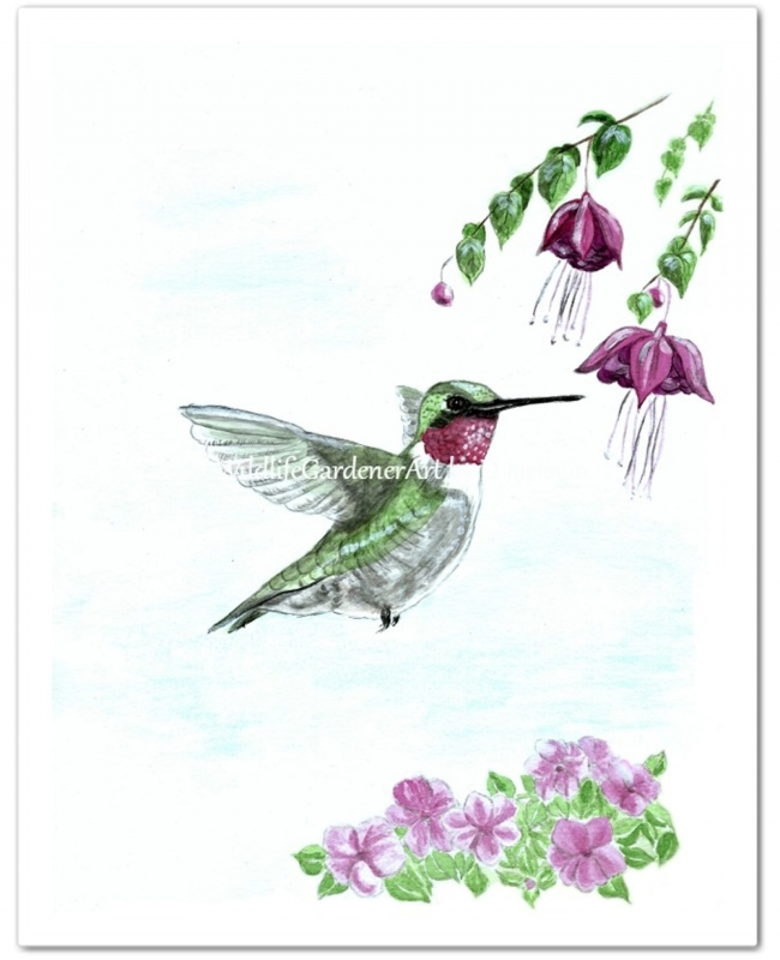 Ruby Throated Hummingbird Watercolor at PaintingValley.com | Explore ...