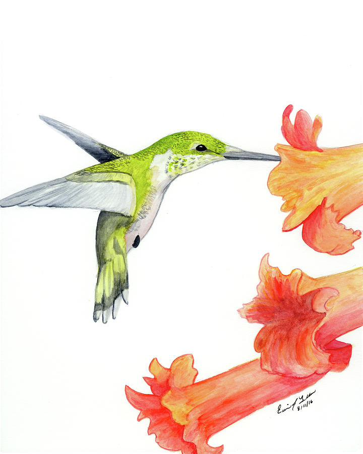 720x900 Ruby Throated Hummingbird Painting By Erica Tolbert - Ruby Throated Hummingbird Watercolor