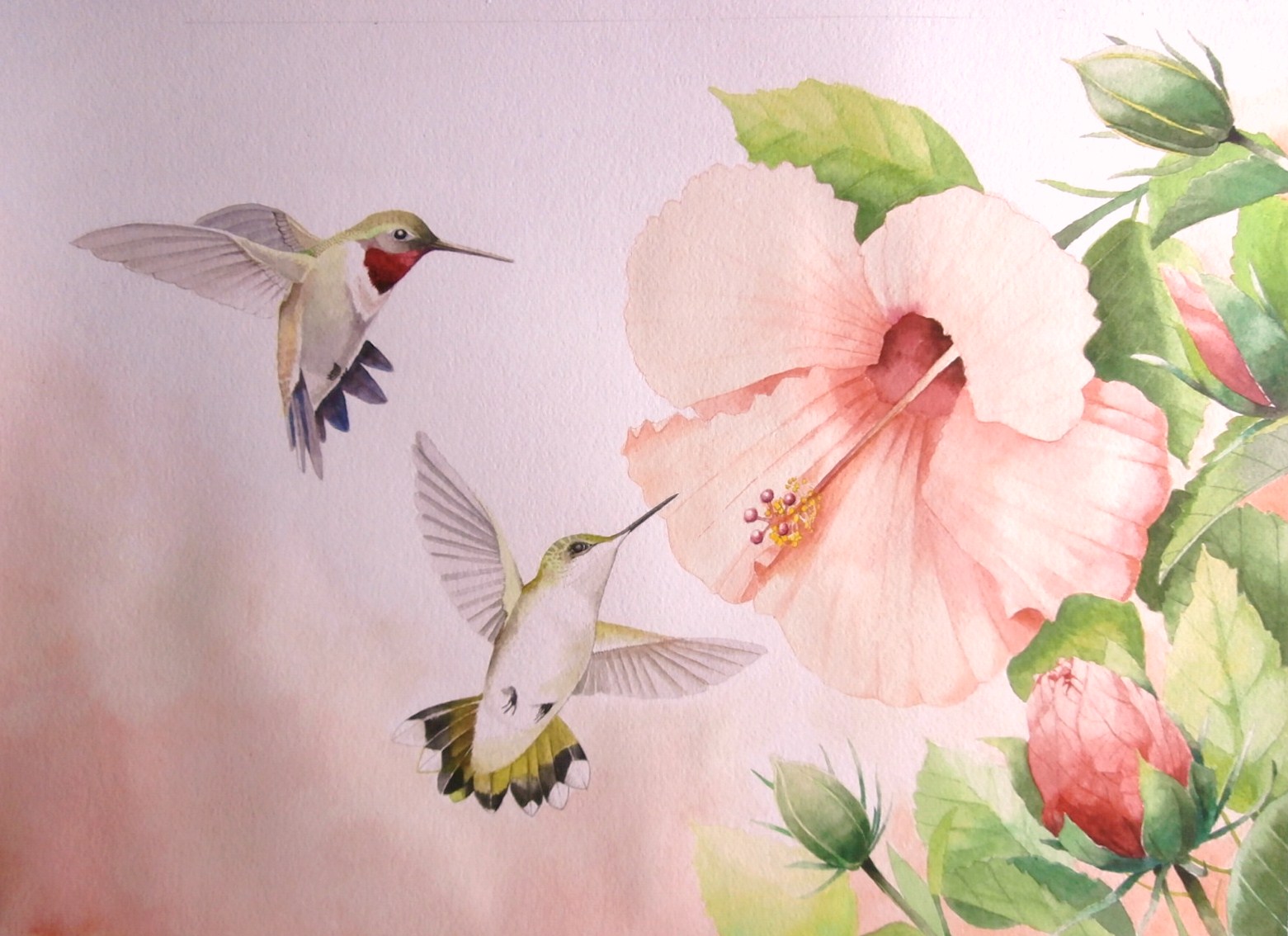1561x1134 Tom Bose Watercolors Ruby Throated Hummingbirds And Hibiscus - Ruby Throated Hummingbird Watercolor