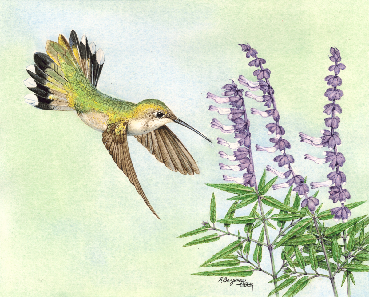 1200x965 Wildlife Watercolor Paintings Female Ruby Throated Hummingbird By - Ruby Throated Hummingbird Watercolor