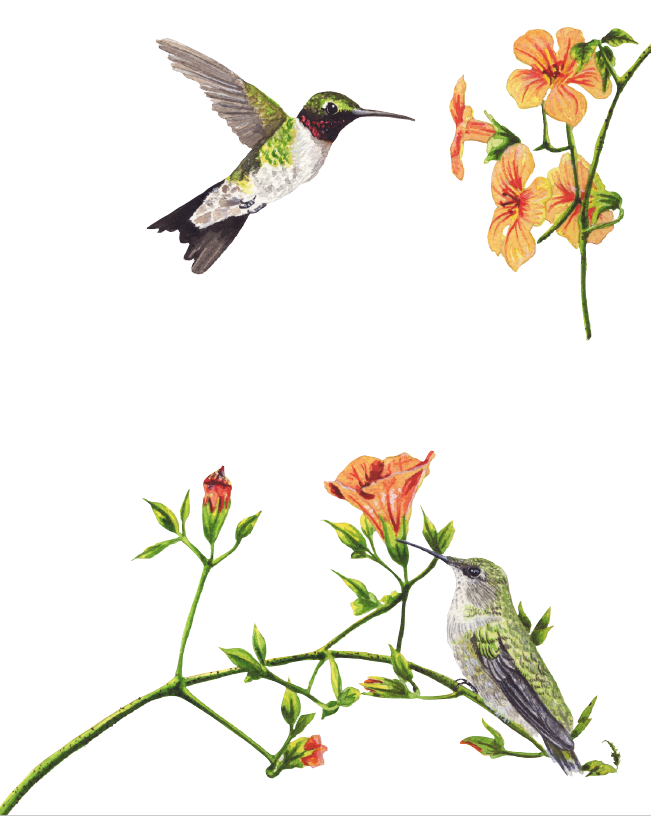 651x816 Cheryl Oz Designs Ruby Throated Hummingbirds Watercolor Illustration - Ruby Throated Hummingbird Watercolor