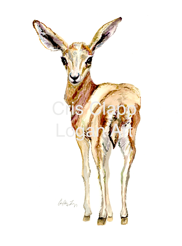 640x864 Baby Impala Original Safari Watercolor Painting By Cris Clapp Logan - Safari Watercolor