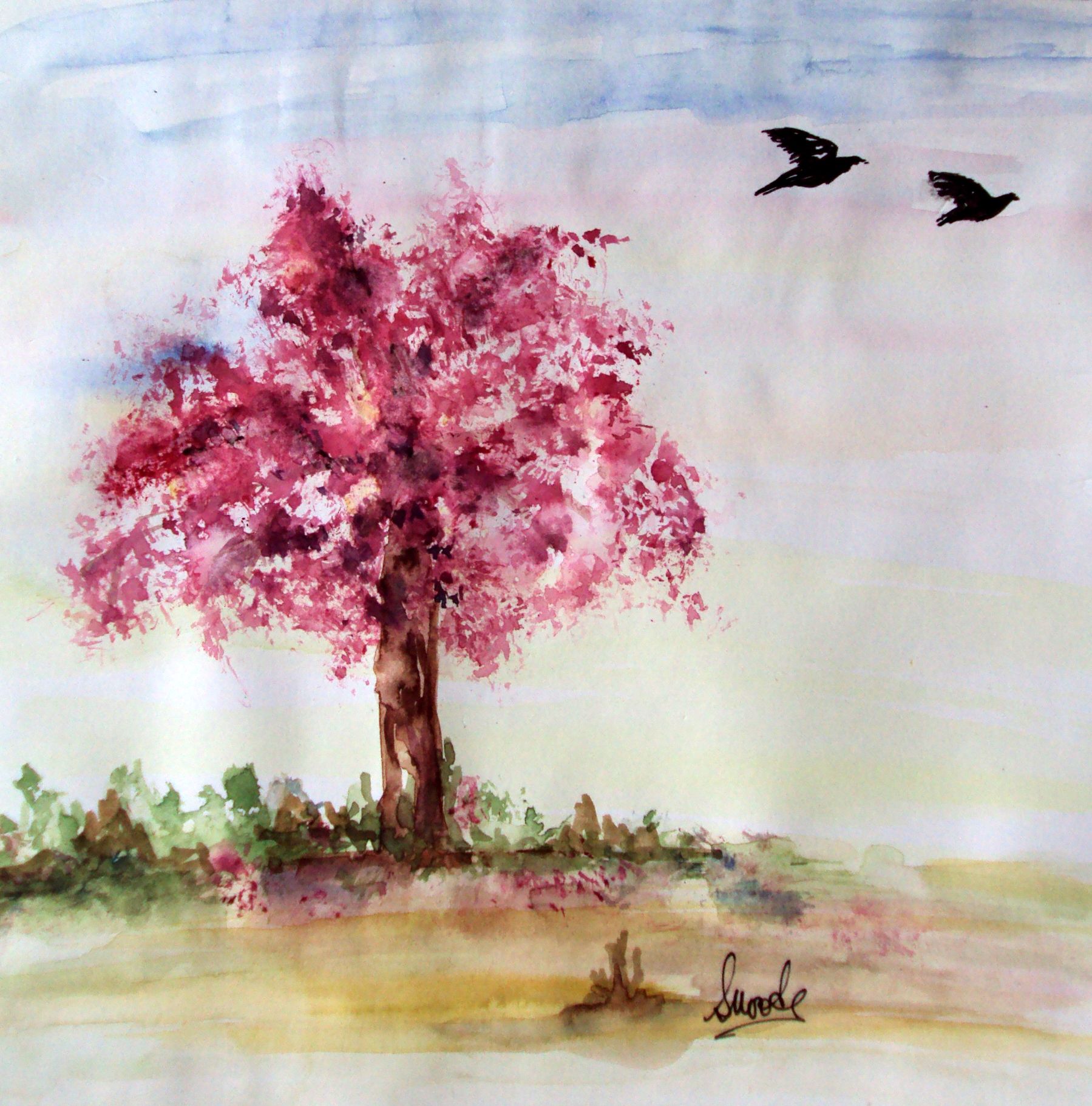 1799x1821 Cherry Blossom Tree - Sakura Tree Watercolor