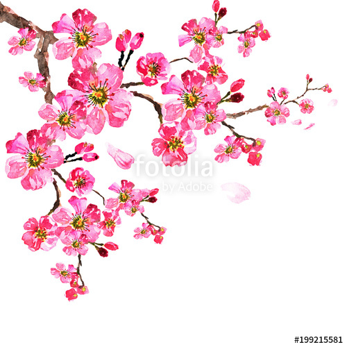 500x500 Sakura Tree Watercolor, Cherry Bloom Stock Photo And Royalty - Sakura Tree Watercolor