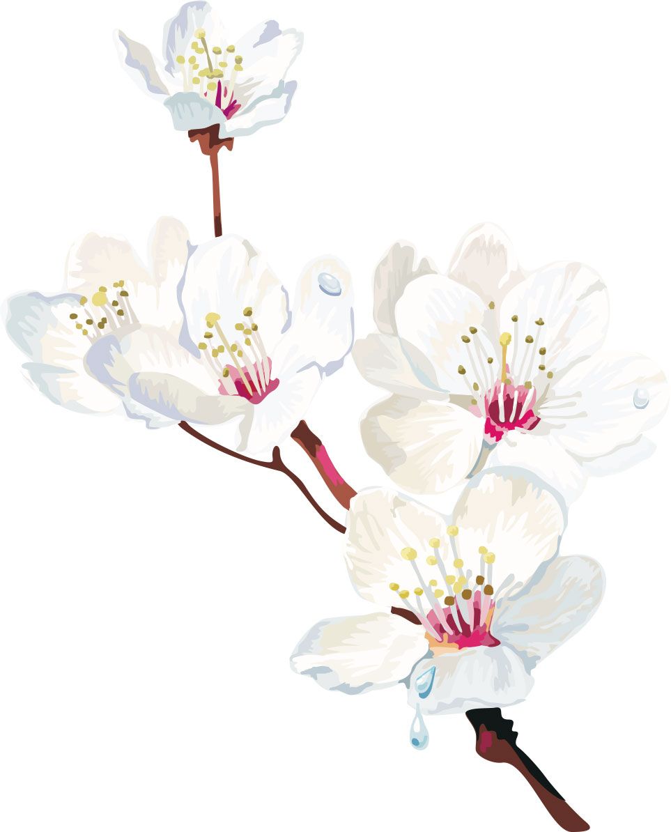 963x1194 Sakura Watercolor Painting Style - Sakura Watercolor