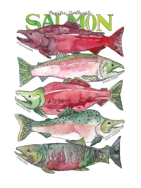 Salmon Watercolor at PaintingValley.com | Explore collection of Salmon ...