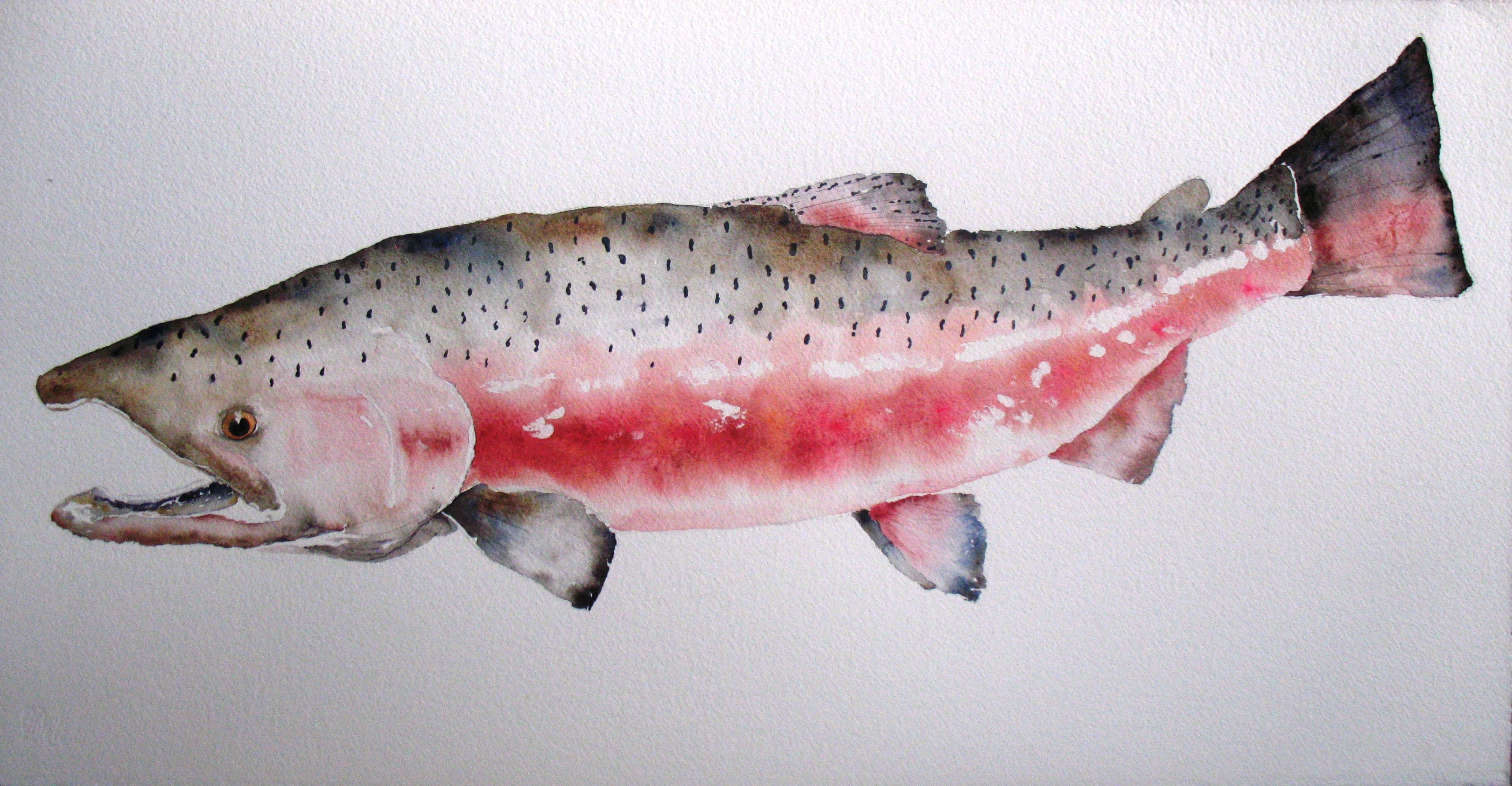 3429x1782 Red King Salmon Watercolor Paintings By Amy Beidleman Note - Salmon Watercolor
