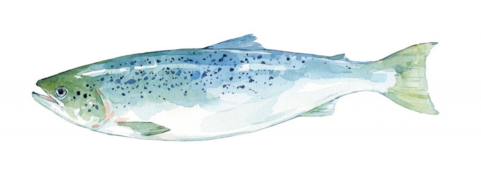 1600x631 Salmon Watercolor, Fish Art Print David Scheirer Watercolors - Salmon Watercolor