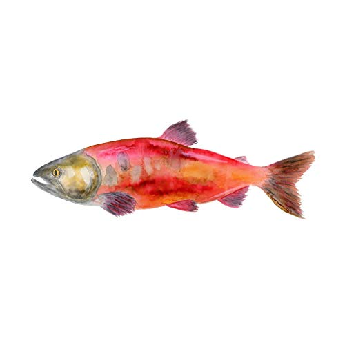 500x500 Sockeye Salmon Watercolor, Nautical Animal Nursery - Salmon Watercolor