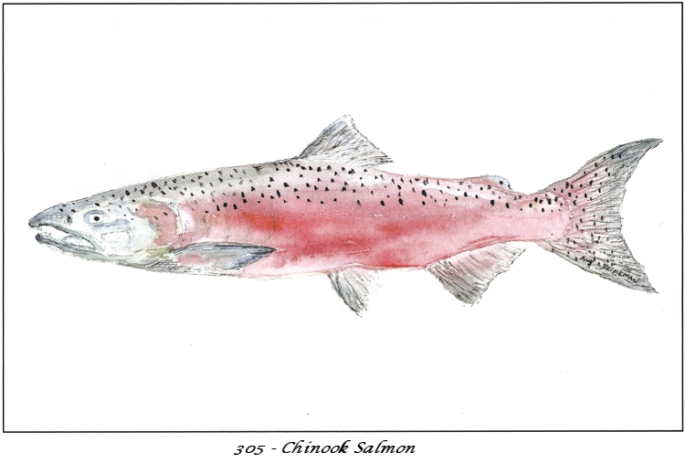 750x507 Single Watercolor Note Card Chinook Salmon Watercolor Art By - Salmon Watercolor