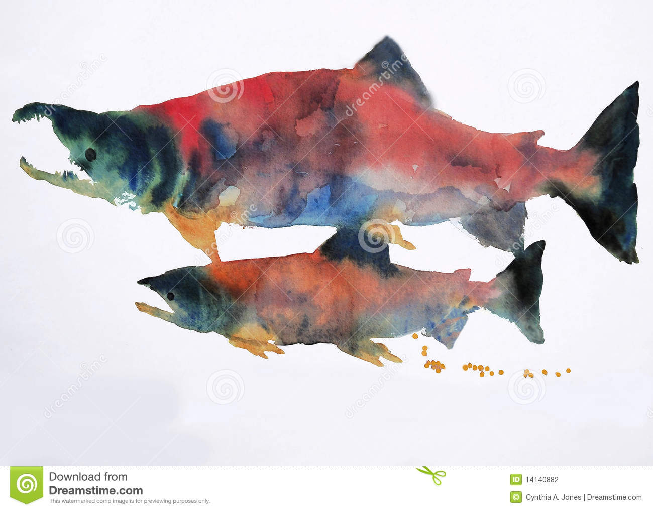 1300x1018 Sockeye Salmon - Salmon Watercolor