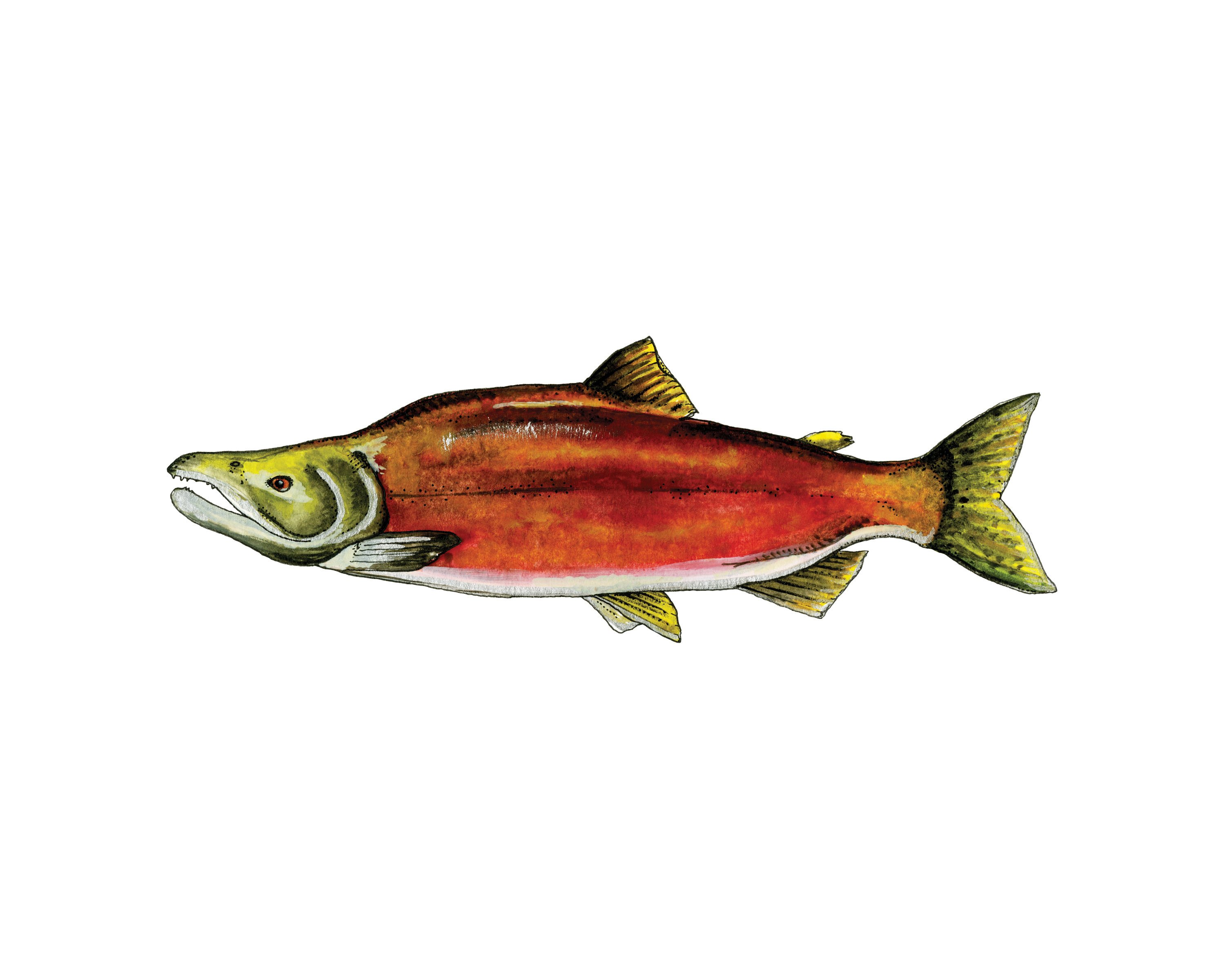 3000x2400 Sockeye Salmon Watercolor [Photo] - Salmon Watercolor