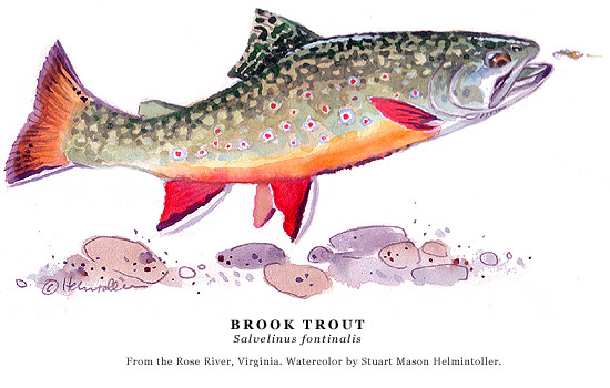 550x350 Streamside Watercolor Paintings Of Trout And Salmon By Stuart - Salmon Watercolor