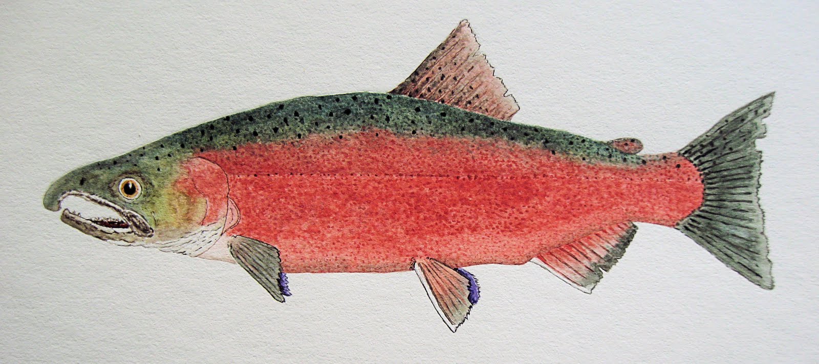 1600x712 Thom Glace Watercolor Artist Freshwater Version Of A Male Coho - Salmon Watercolor