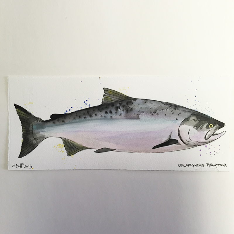 800x800 Watercolor Chinook Salmon By Zak Duff - Salmon Watercolor