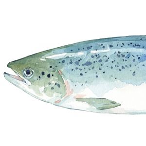 300x300 Salmon Watercolor - Salmon Watercolor