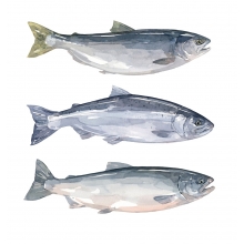 220x220 Salmon Watercolor Painting David Scheirer Watercolors - Salmon Watercolor