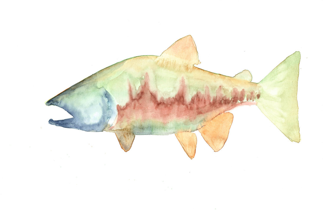 1095x729 Chum Salmon Watercolor By Phishmonger - Salmon Watercolor
