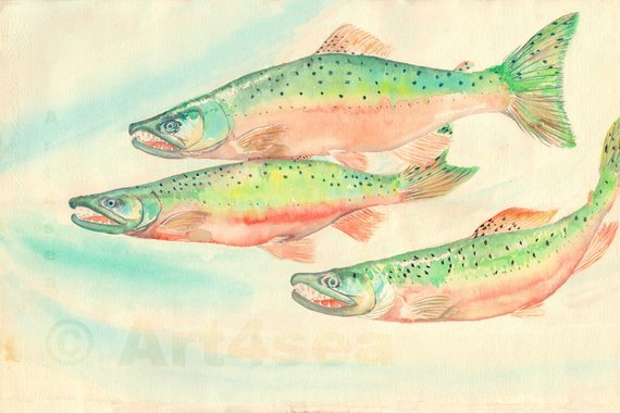 570x380 Fine Art Print Three Coho Salmon Watercolor Painting On Etsy - Salmon Watercolor