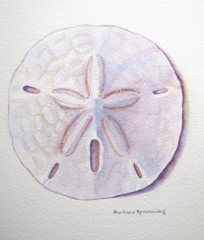 682x800 Image Result For Sand Dollar Watercolor Painting Watercolors In - Sand Dollar Watercolor
