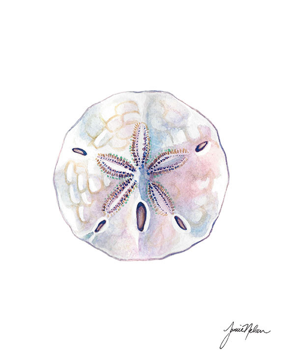 576x720 Janice Nelson Designs Sand Dollar Print - Sand Dollar Watercolor