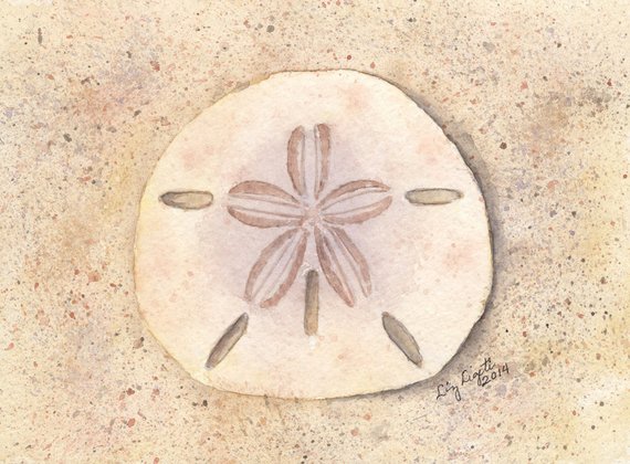 570x420 Sand Dollar Watercolor Illustration Print Gift Beach Art Etsy - Sand Dollar Watercolor