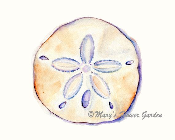 570x456 Sand Dollar Watercolor Print 5 X 7 Beach By Marysflowergarden - Sand Dollar Watercolor