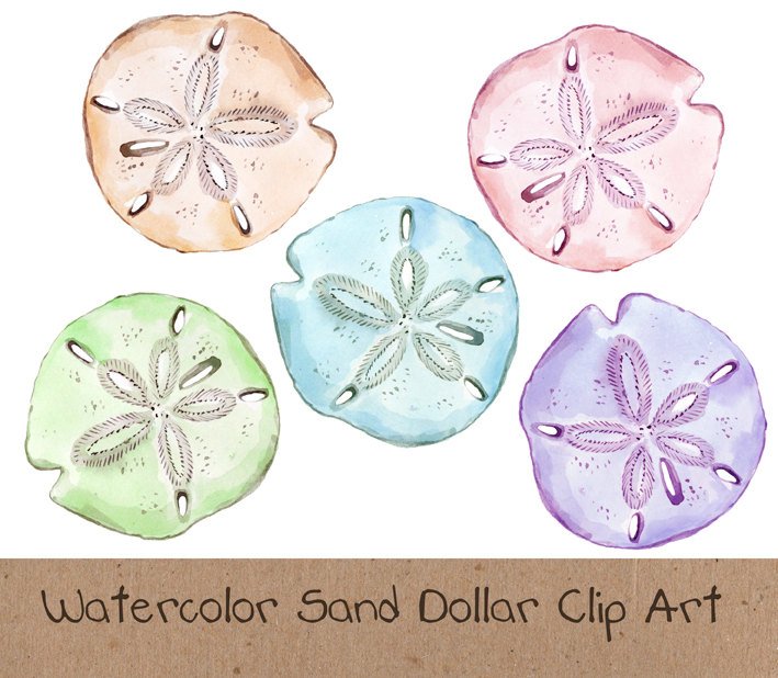 709x618 Watercolor Clip Art Ocean Sea Sand Dollar Etsy - Sand Dollar Watercolor