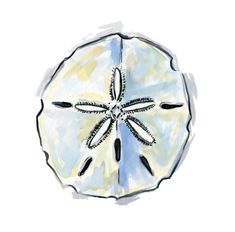 235x232 Sand Dollar Illustration - Sand Dollar Watercolor
