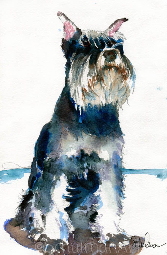 656x1000 Original Schnauzer Watercolor Art Schulman Art - Schnauzer Watercolor