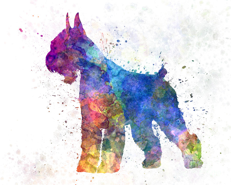 900x720 Giant Schnauzer 01in Watercolor Painting By Pablo Romero - Schnauzer Watercolor