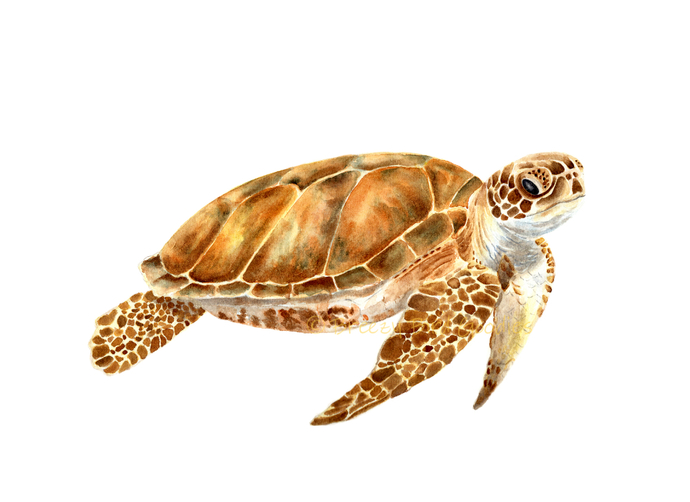 690x502 Sea Life Set Of 6 Prints, Watercolour Breezy Bird Goodies - Sea Creatures Watercolor