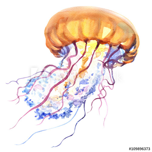 500x500 Orange Ocean Water Jellyfish, Medusa, Isolated, Sea Life - Sea Life Watercolor