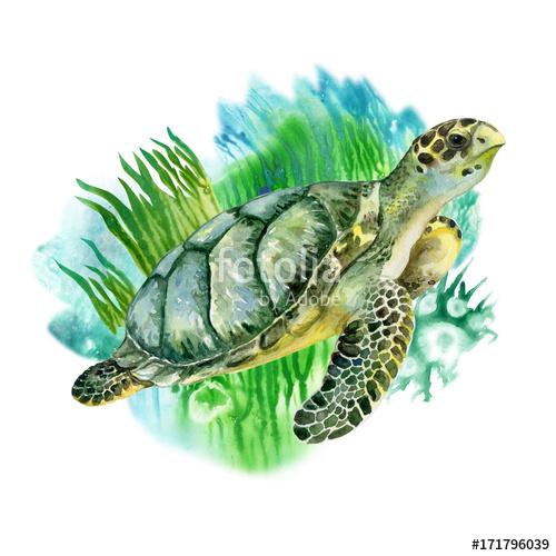 500x500 Sea Green Turtle With Seaweed On White Background. Sea Life - Sea Life Watercolor