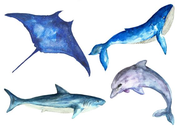 570x413 Sea Life Watercolor Clipart Fish Clip Art Watercolor. Ocean Etsy - Sea Life Watercolor