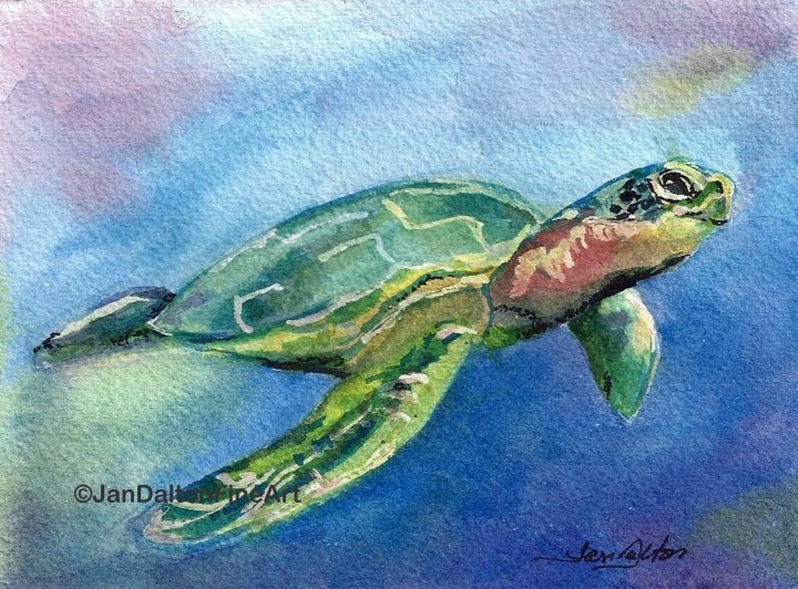 720x532 Jan Dalton Original Fine Art Watercolor And Batik Paintings - Sea Life Watercolor