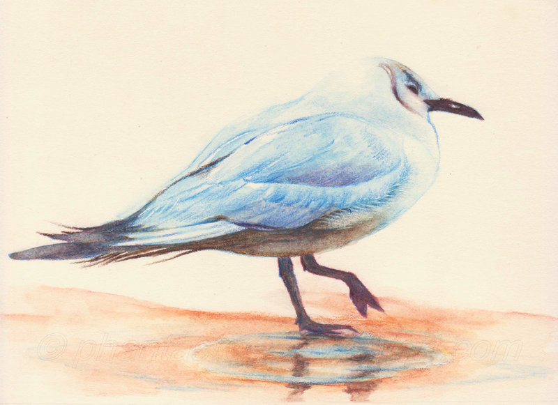 800x581 Seagull Watercolor Pencil By Phantastes - Seagull Watercolor