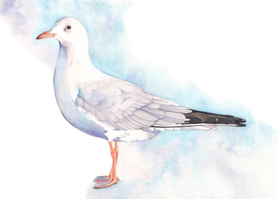 570x408 Seagull Print Of Watercolor Painting S1816 Seagull Watercolor Etsy - Seagull Watercolor