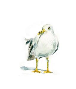 255x300 Watercolor Seagull , Seagull Print Jen Holloway Art - Seagull Watercolor