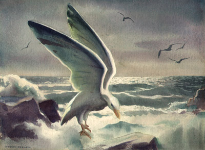 400x294 Fine Art, Sandor Bernath, Seagulls, Watercolor, C. 1950 George - Seagull Watercolor