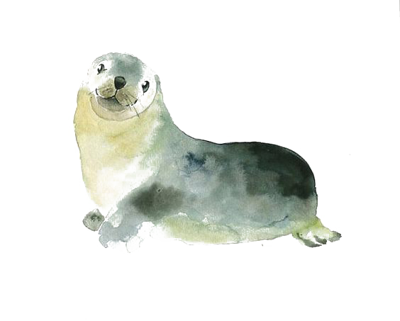564x453 Watercolor Painting Printmaking Printing Illustration - Seal Watercolor