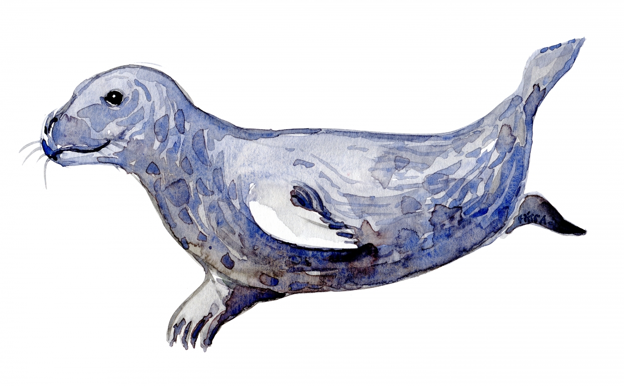 Seal Watercolor At PaintingValley.com | Explore Collection Of Seal ...