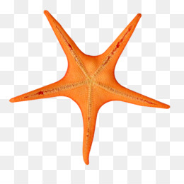 260x260 Download Starfish Seashell Watercolor - Seashell Watercolor