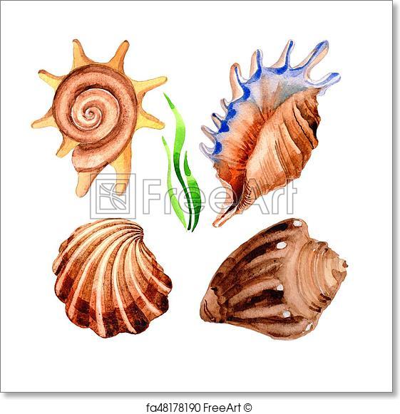 561x581 Free Art Print Of Watercolor Summer Beach Seashell Tropical - Seashell Watercolor