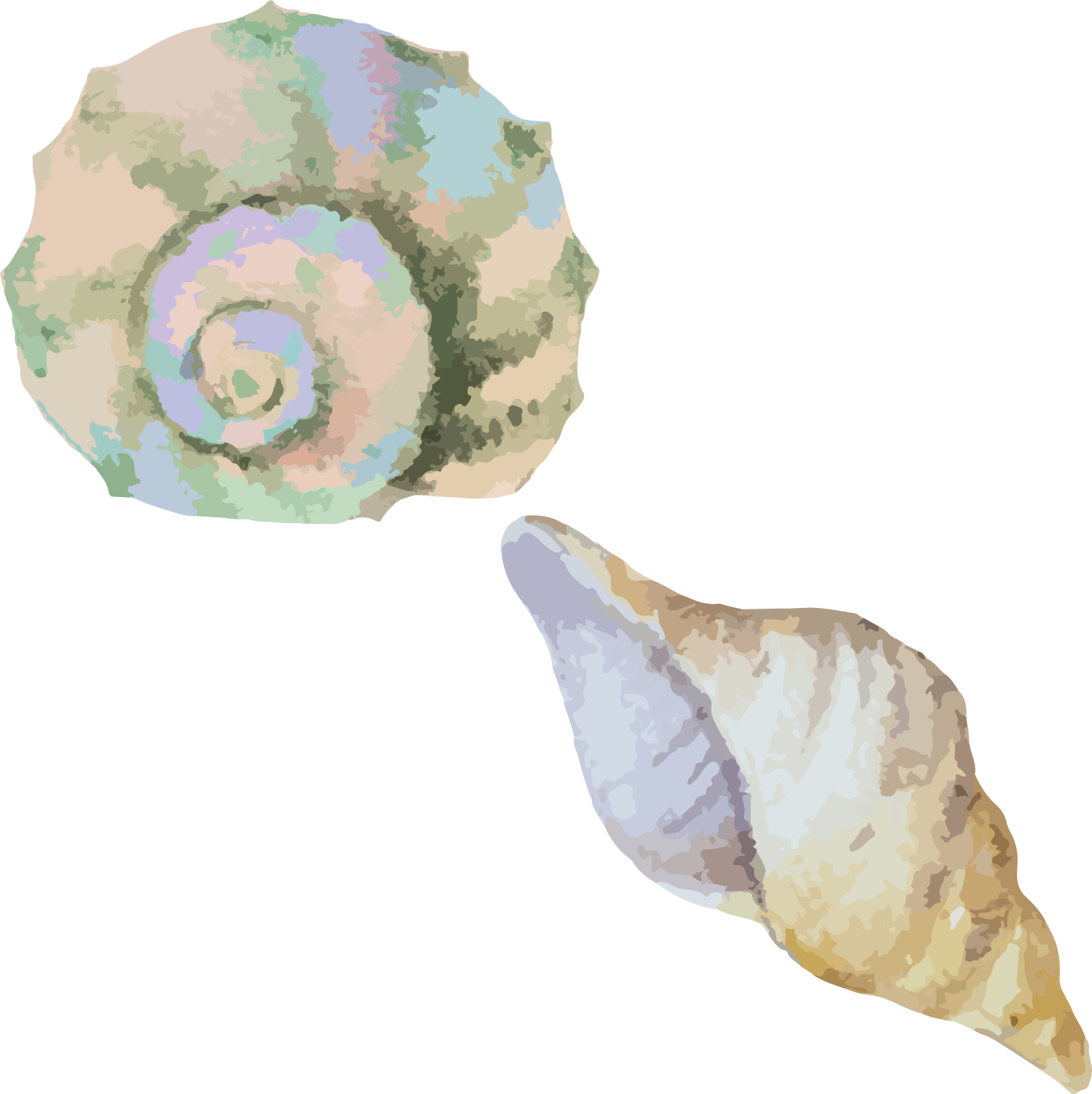 Seashell Watercolor at PaintingValley.com | Explore collection of